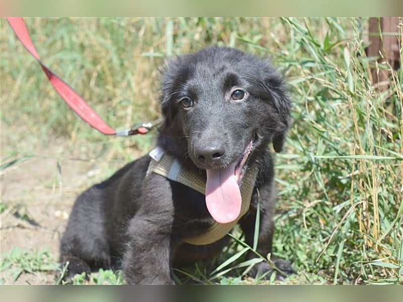 ANATOL,zuckersüsser, kleiner Fratz