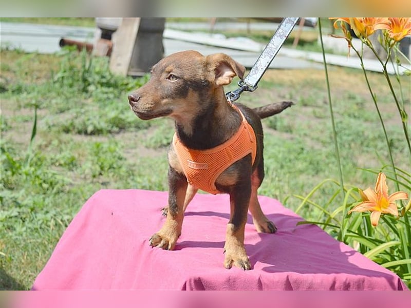 CAPPUCCINO, zuckersüsser Fratz