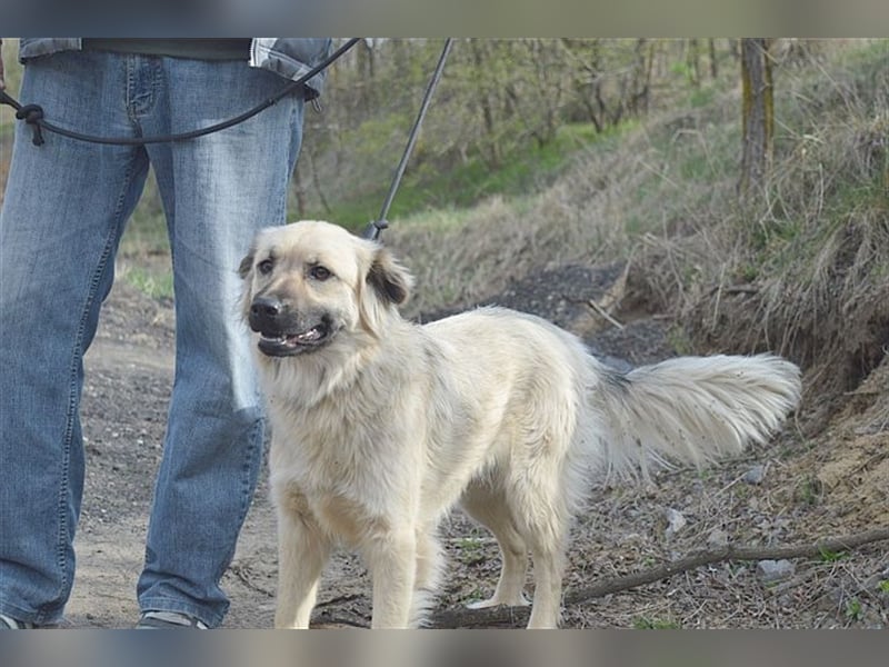 NELLY, bildhübsches Hundemädl