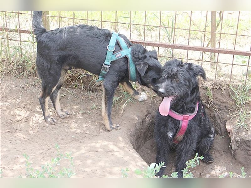 TIMMI, zuckersüsser Fratz