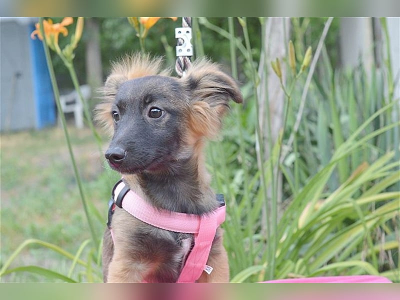 SALA, zuckersüsse Maus