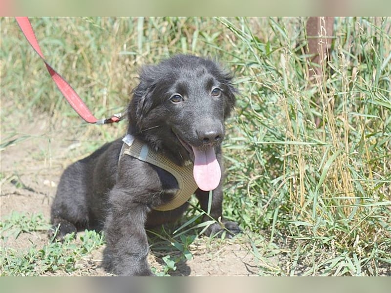 ANATOL,zuckersüsser, kleiner Fratz