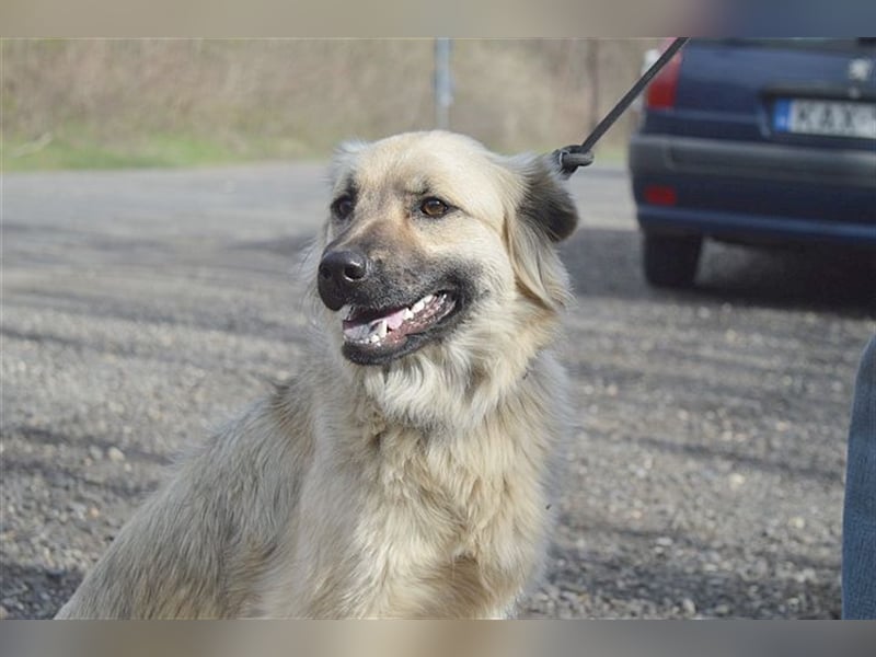 NELLY, bildhübsches Hundemädl
