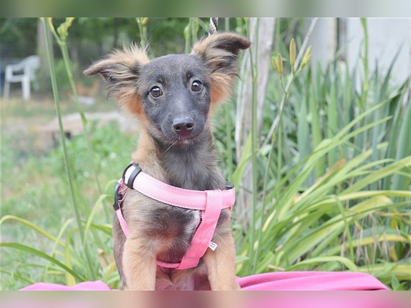 SALA, zuckersüsse Maus