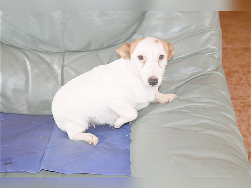 DIVA, zuckersüsse Maus