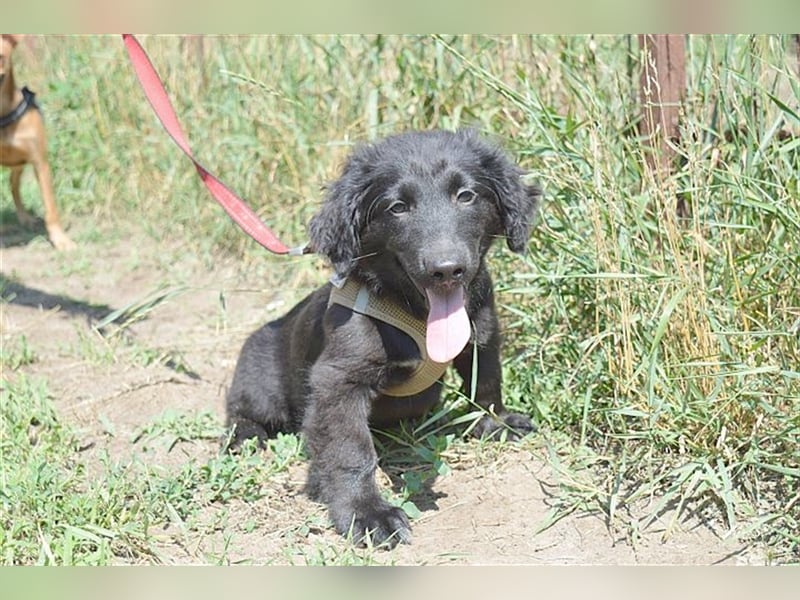 ANATOL,zuckersüsser, kleiner Fratz