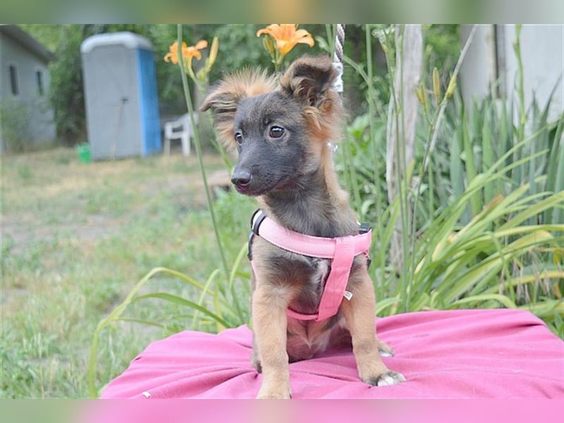 SALA, zuckersüsse Maus