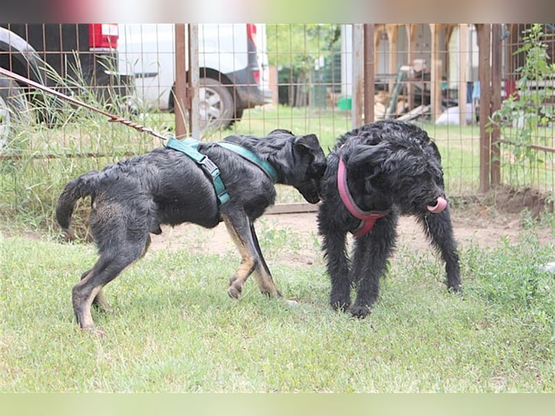 TIMMI, zuckersüsser Fratz