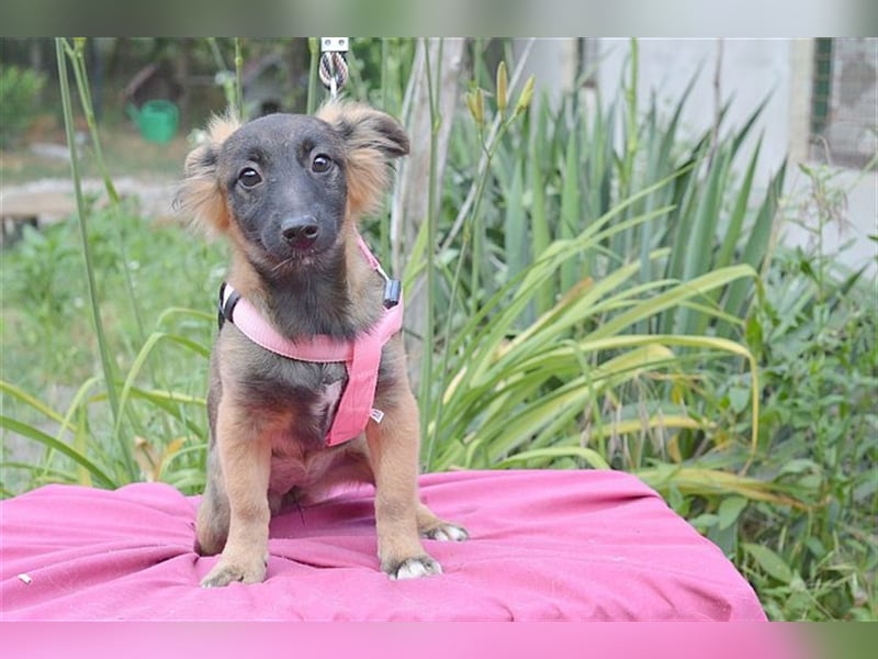 SALA, zuckersüsse Maus