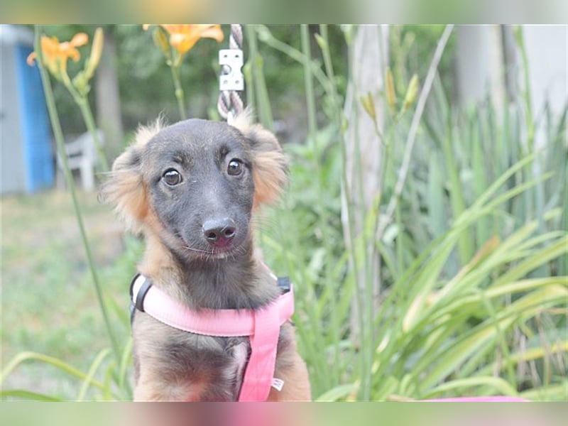 SALA, zuckersüsse Maus