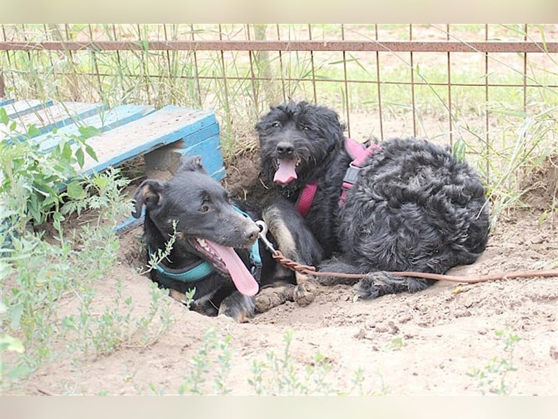 TIMMI, zuckersüsser Fratz