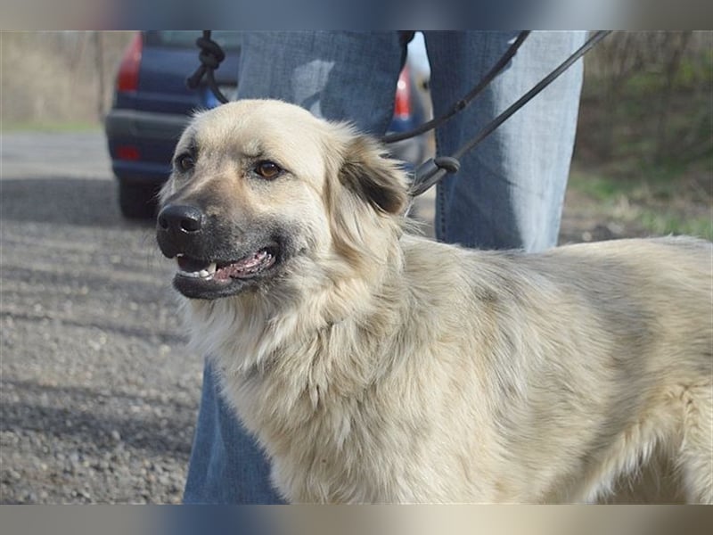 NELLY, bildhübsches Hundemädl