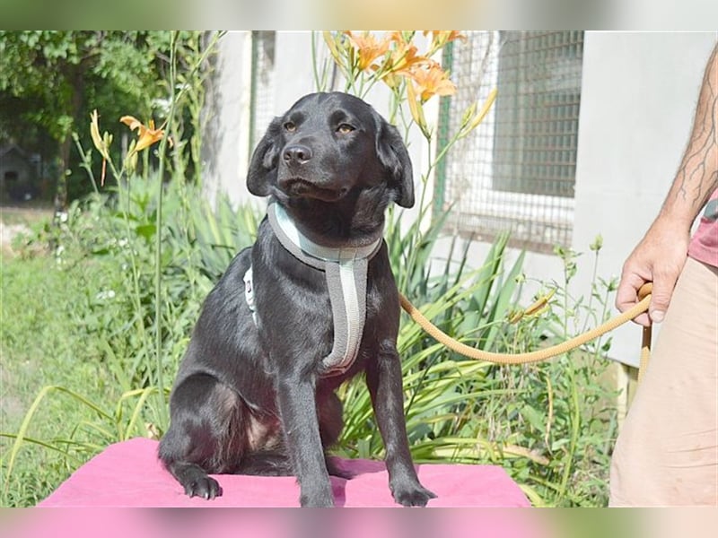 DANKA, superliebe Maus. Der ideale Familienhund