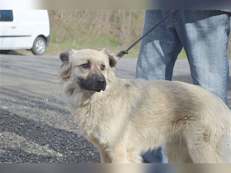 NELLY, bildhübsches Hundemädl