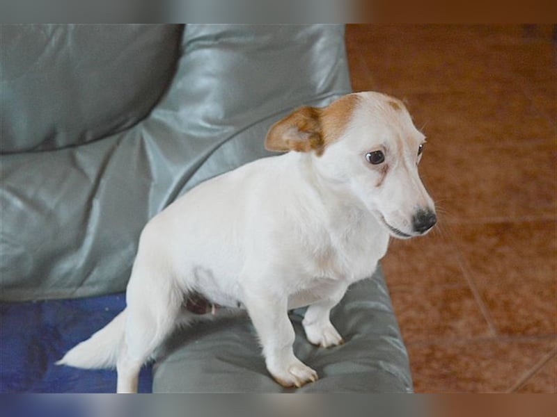 DIVA, zuckersüsse Maus