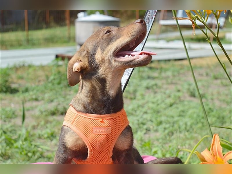 CAPPUCCINO, zuckersüsser Fratz