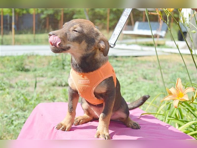 CAPPUCCINO, zuckersüsser Fratz