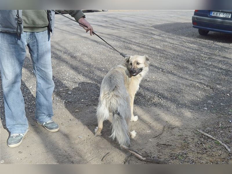 NELLY, bildhübsches Hundemädl