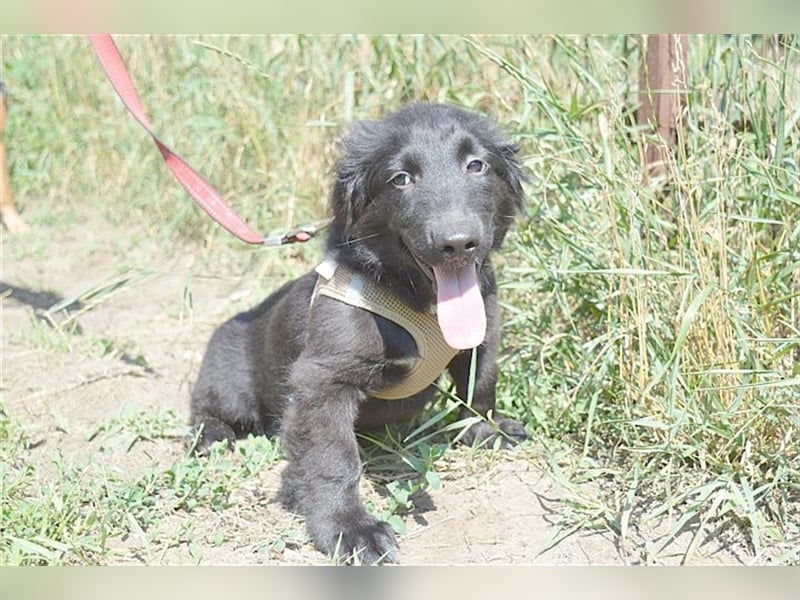 ANATOL,zuckersüsser, kleiner Fratz