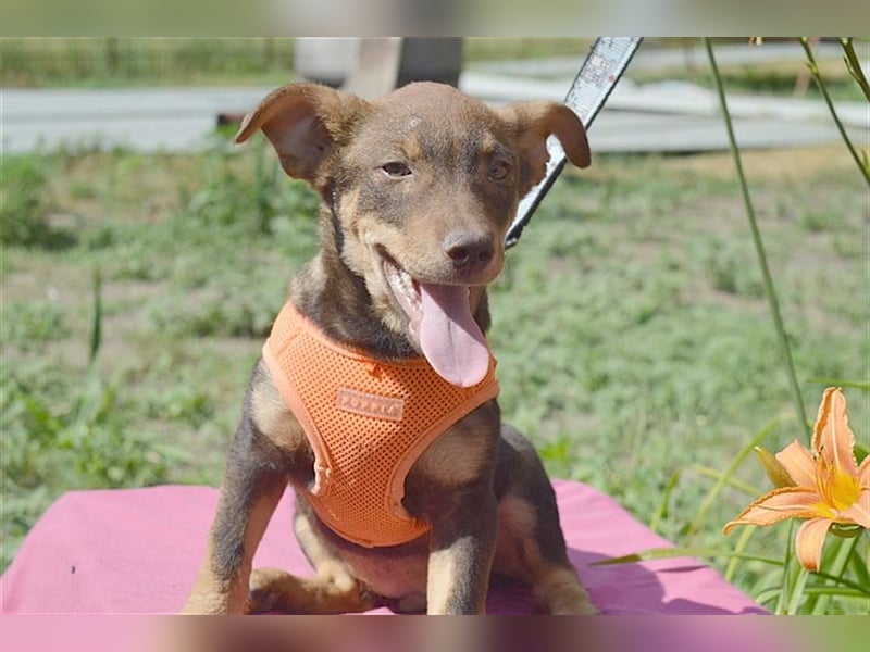 CAPPUCCINO, zuckersüsser Fratz