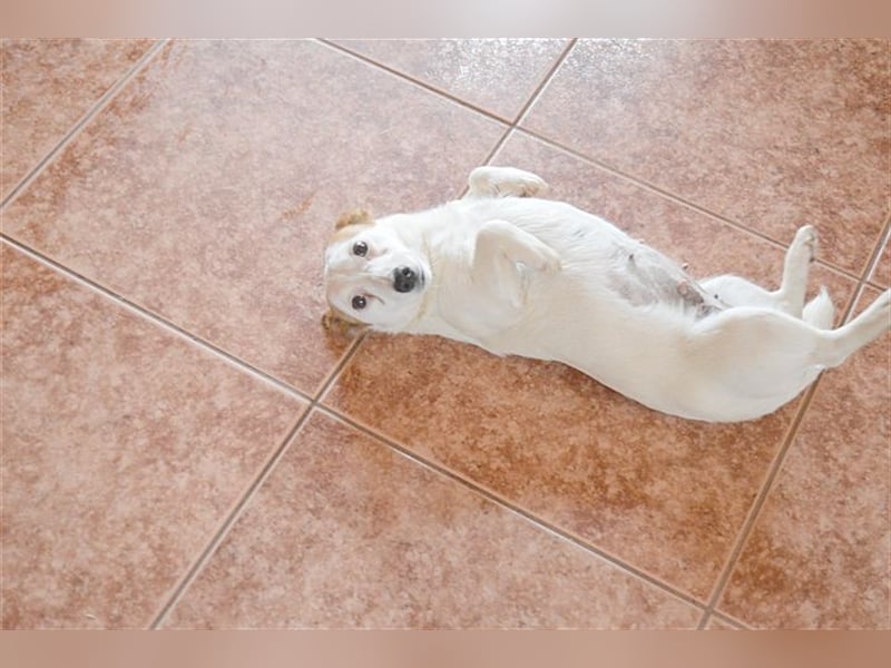 DIVA, zuckersüsse Maus