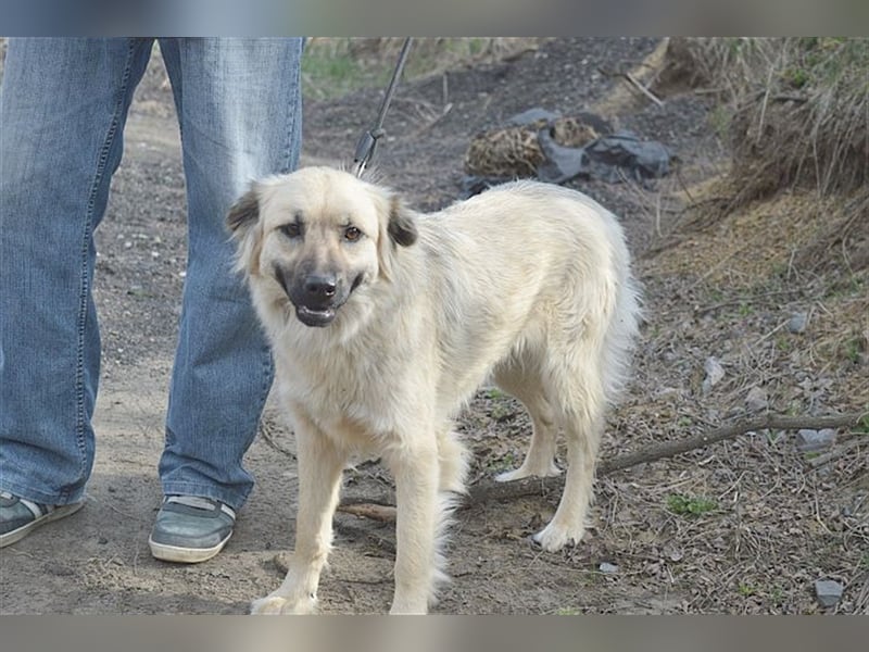 NELLY, bildhübsches Hundemädl