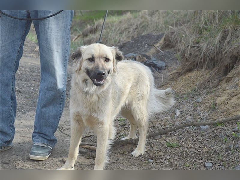 NELLY, bildhübsches Hundemädl