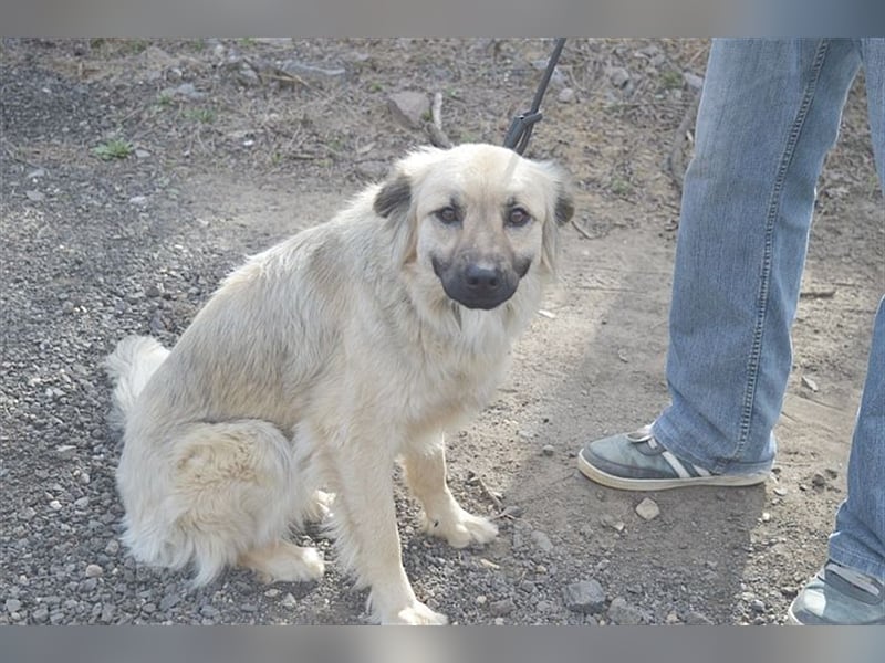 NELLY, bildhübsches Hundemädl