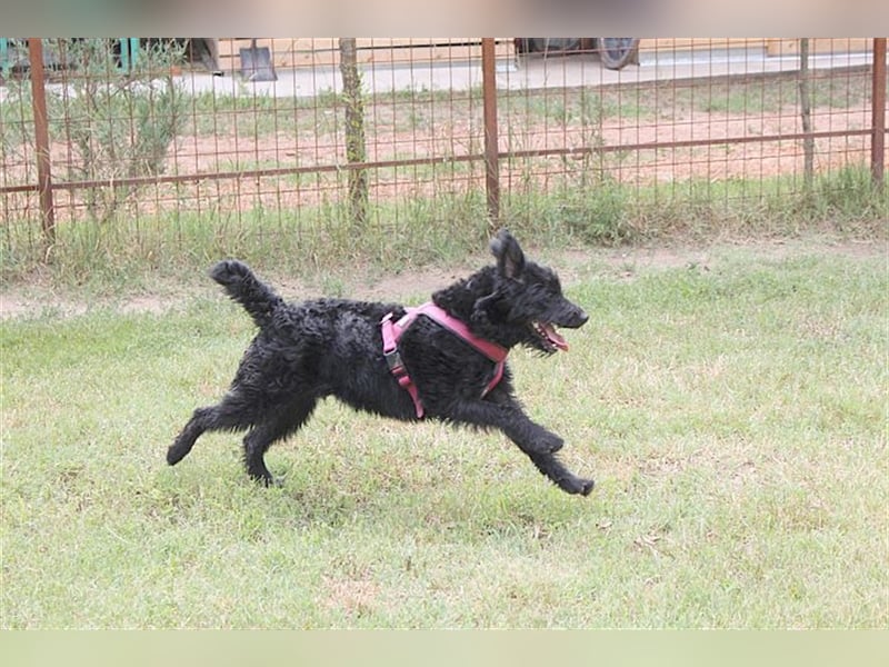 LUCKY, zuckersüsser Fratz