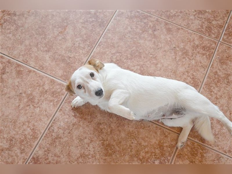 DIVA, zuckersüsse Maus