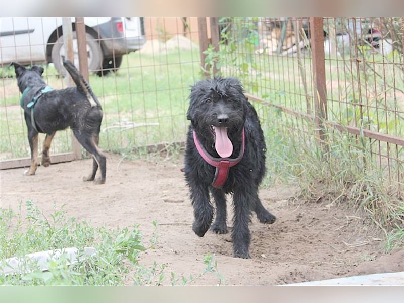 LUCKY, zuckersüsser Fratz