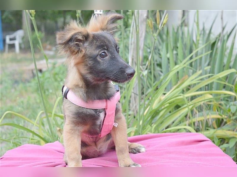 SALA, zuckersüsse Maus