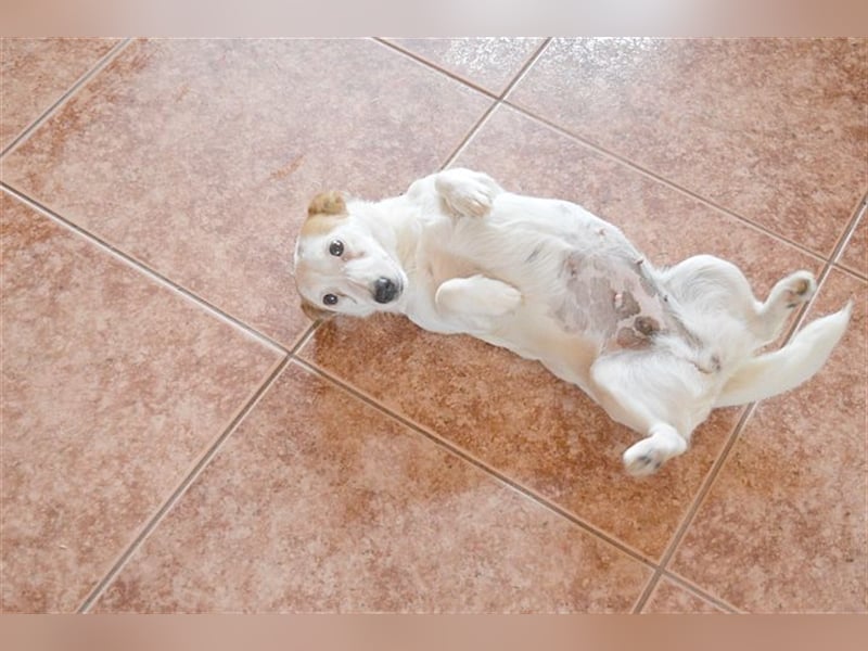 DIVA, zuckersüsse Maus