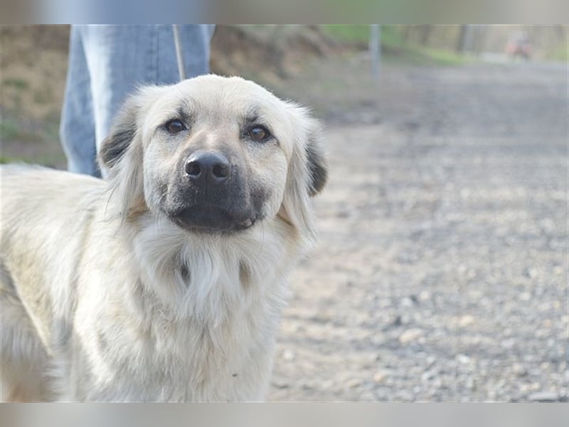 NELLY, bildhübsches Hundemädl