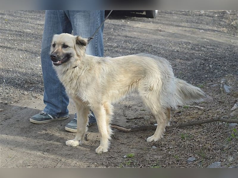 NELLY, bildhübsches Hundemädl