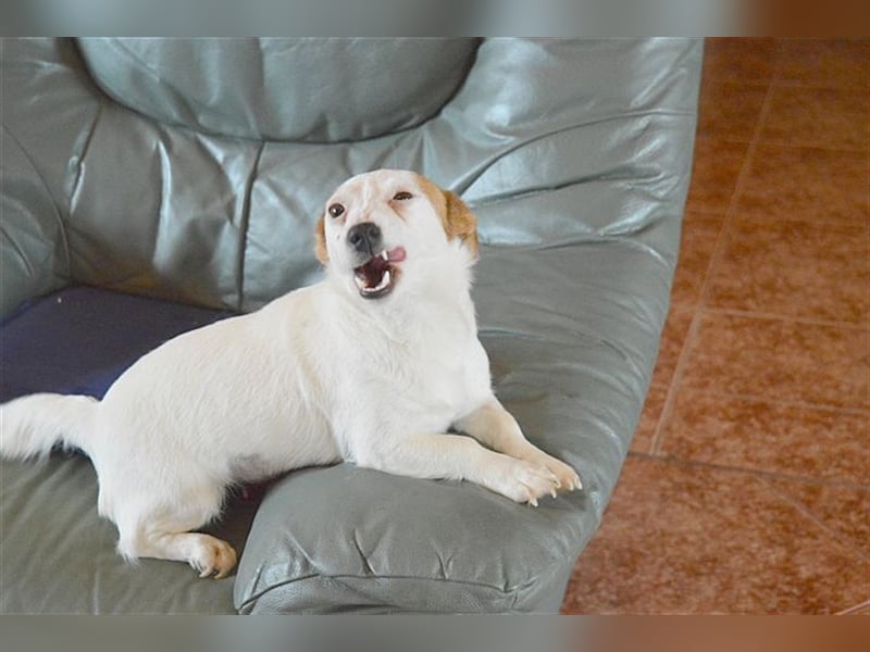 DIVA, zuckersüsse Maus