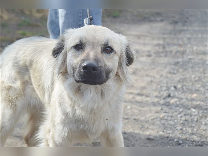 NELLY, bildhübsches Hundemädl