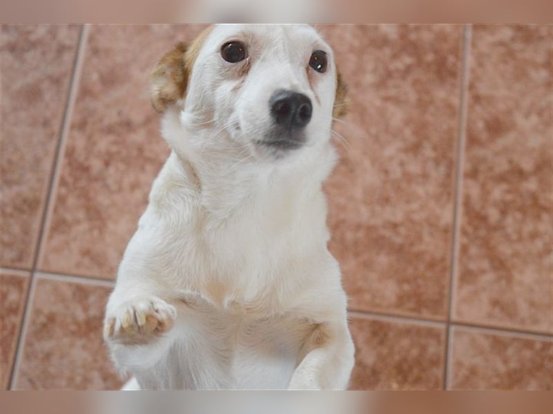 DIVA, zuckersüsse Maus