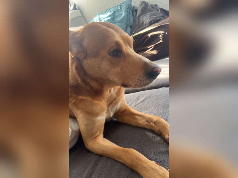 Sam Mischlingsrüde 6 Jahre