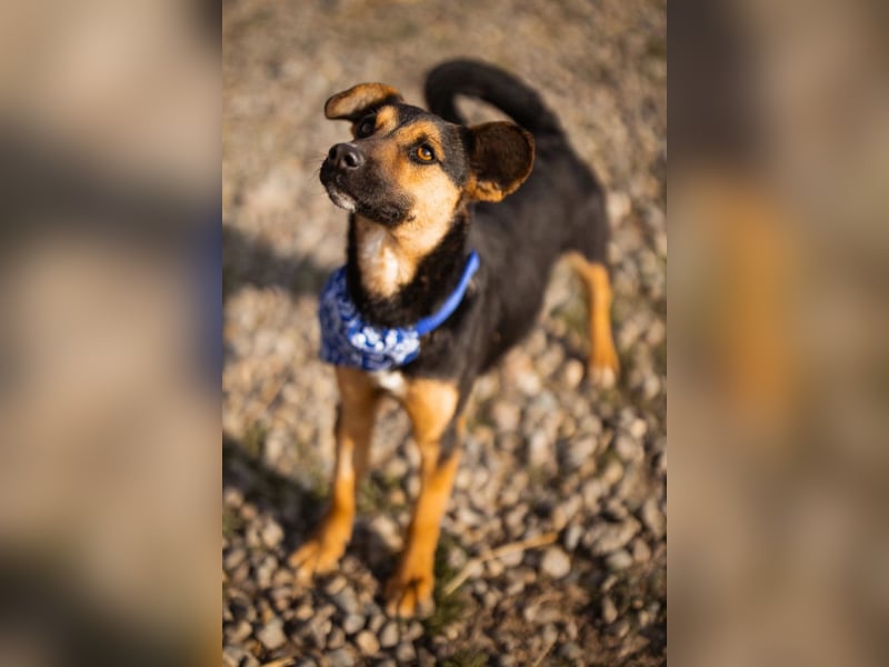 Loki ❤️ verspielter + neugieriger Hundebub