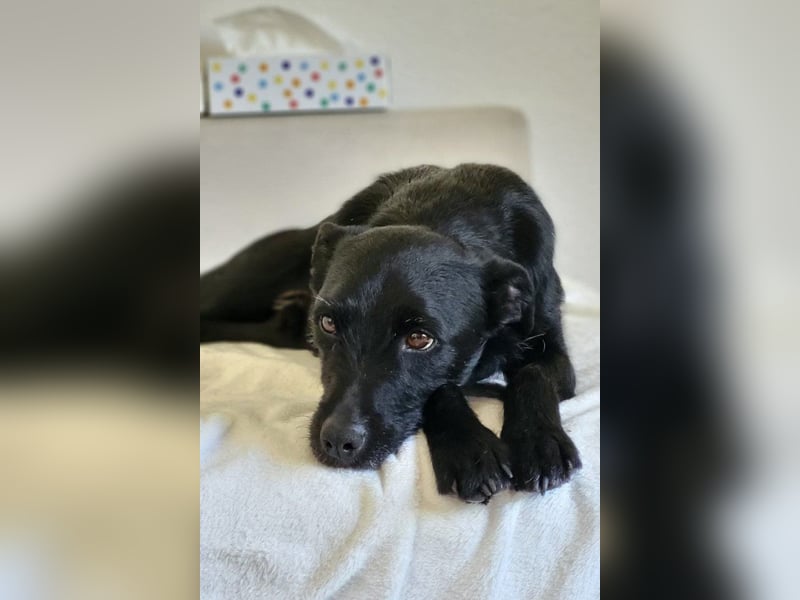 LEMMY❤️in 21075 Hamburg: ein harmonischer, treuer Begleiter sucht sein Happy End