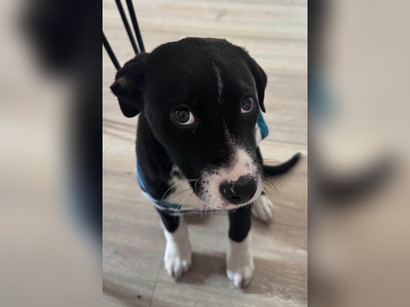 LENNI❤️kleiner Entdecker sucht sein großes Glück!