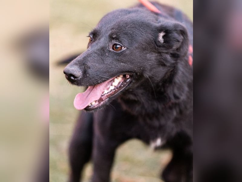 CHUNA❤️freundliche, neugierige & absolut liebenswerte Schmusepfote