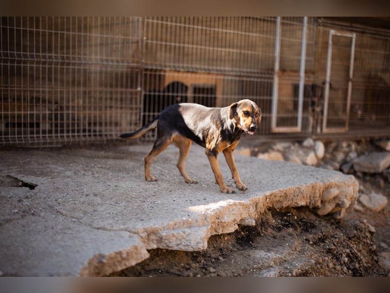 Wundervolle Aylini sucht ein Zuhause