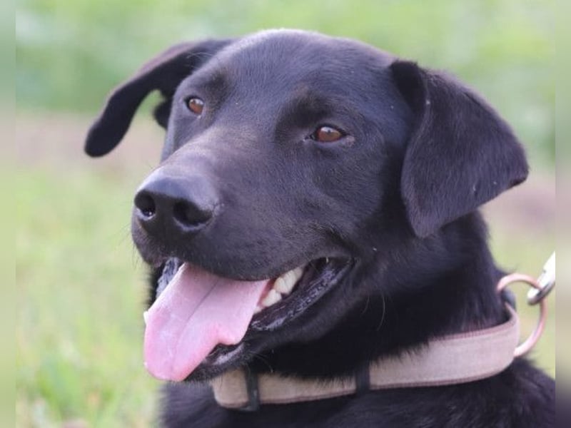 Blacky Aron ♥️ so verschmuster & verspielter Rüde