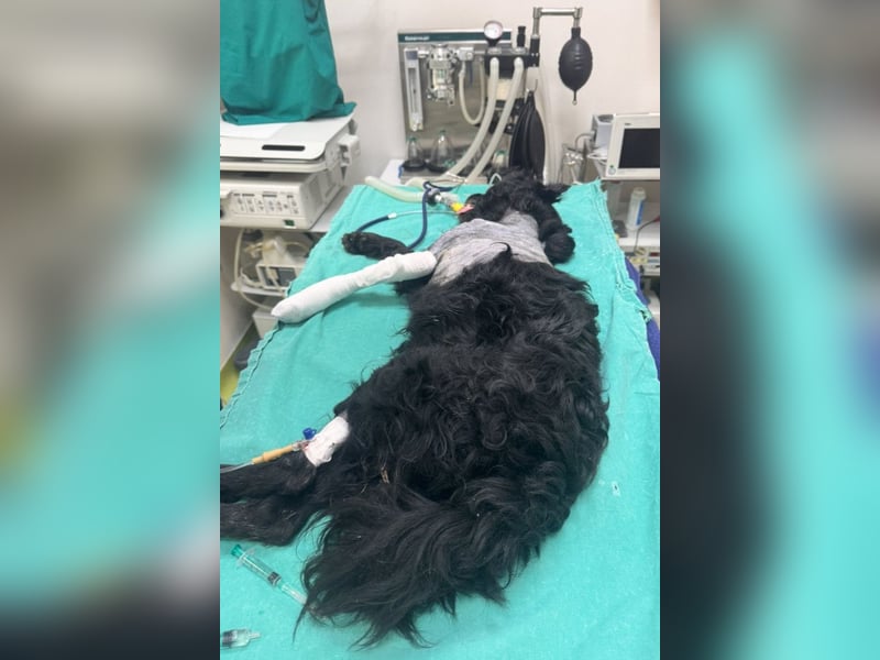 Nox ❤️ liebevoller Kämpfer auf 3-Beinen