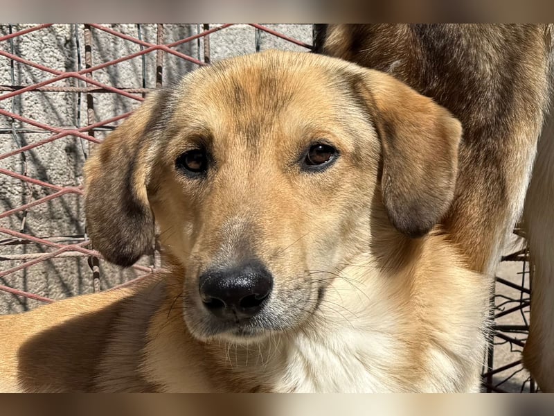 Klausi ❤️ sanft, sensibel + sucht Halt & Liebe