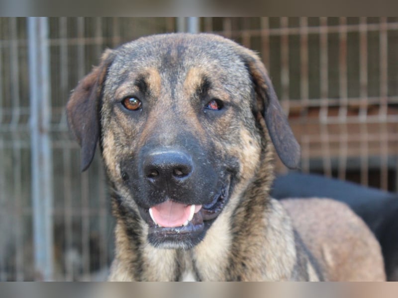 FEODOR❤️so lieber, verträglicher, noch schüchterner Hundejunge