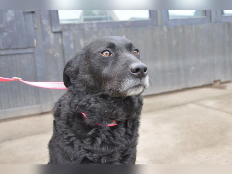 BRACO❤️wundervoller Rüde mit einem besonders sanften und liebenswerten Wesen