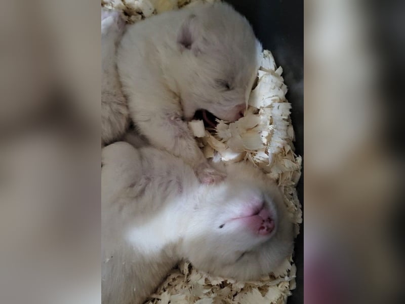 Engelchen ♥ Elfie ♥ zarte, lebensfrohe, neugierige Welpin